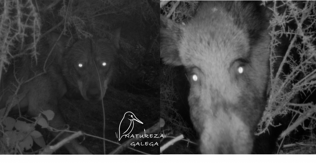 Lobo e xabaril nunha serra galega